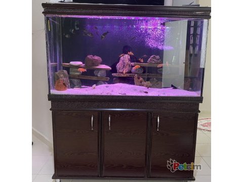 F0 tropheus ve makrakanta balıklar