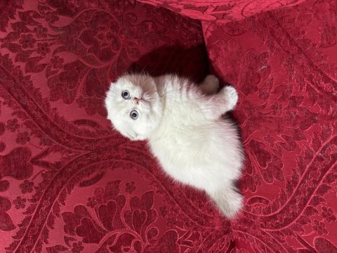Güzel scottish fold bebeklerim