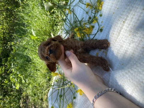 Bebek gibi toy poodle