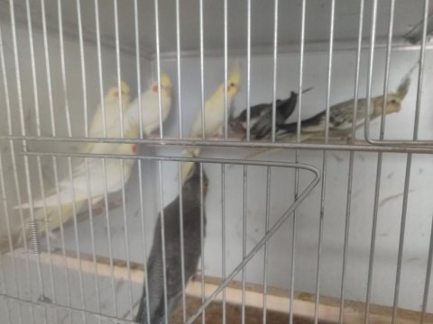 2 aylık yavru sultan papağanı bebekler