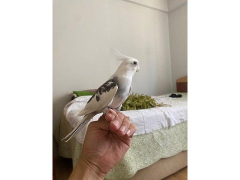 Damızlık wf erkek sultan papağanı