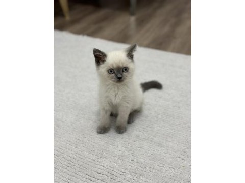 British shorthair blue point yavrular