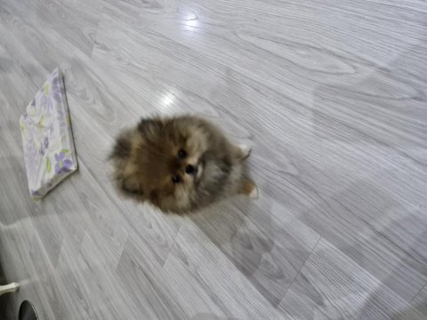 Erkek pomeranian boo 2,5 aylık