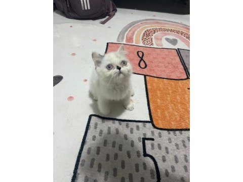 Exotic shorthair safkan orjinal