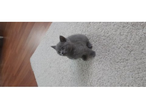 Safkan scottish fold