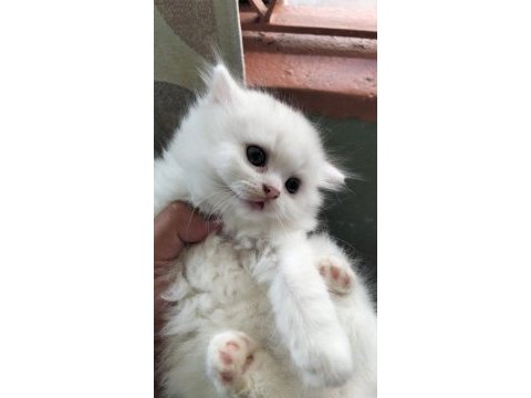 British longhair kedisi
