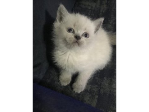 35 günlük safkan british shorthair yavrularım