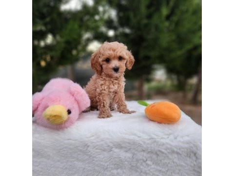  maltipoo  yavrularımız 