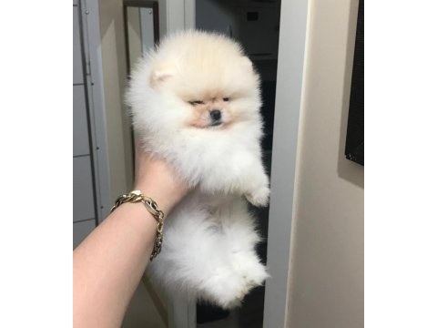 Üst kalite pomeranian boo