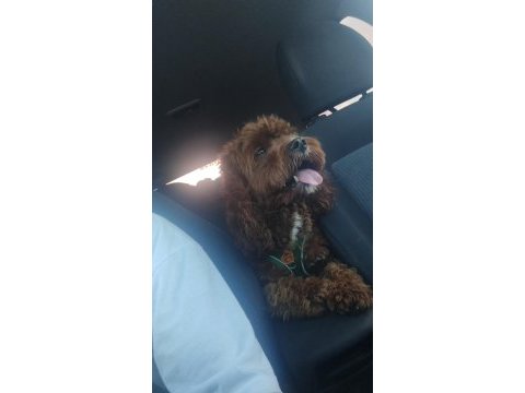 Toy poodle köpeği
