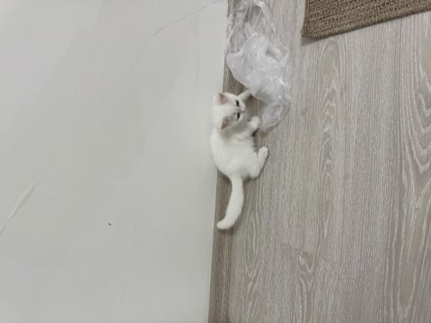 British shorthair yavru erkek