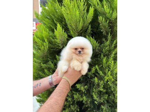Sıfır burun sıfır kulak orjinal pomeranian isteyenlere