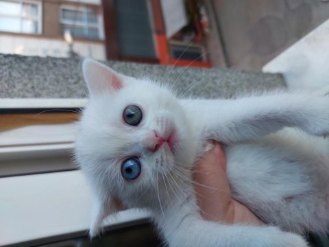 British shorthair kedimize yuva arıyoruz
