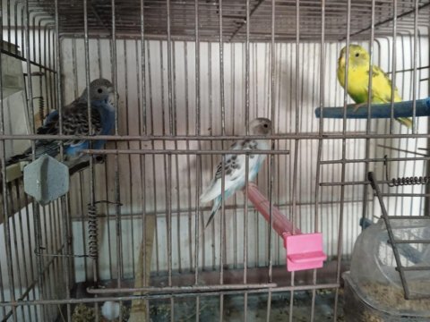 2 aylık dişi ve erkek muhabbet kuşlar