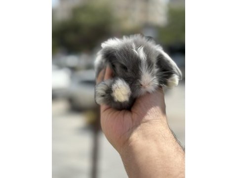 Bebek eğitilebilir lop tavşanları