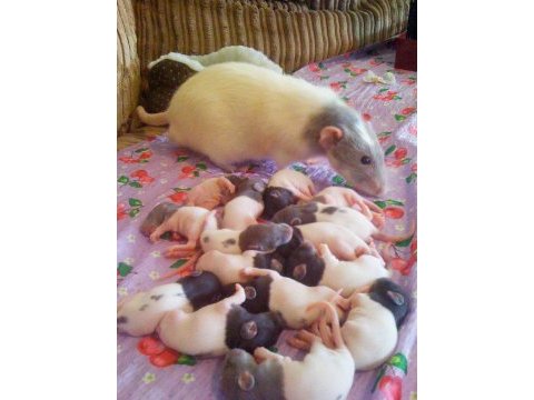 Rat - dumbo rat yavrular ve malzemeleri adrese teslim var