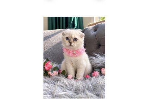 Muhteşem kalitede scottish fold