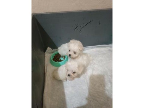 Kilo garantili teacup maltese yavrular küçük isteyene