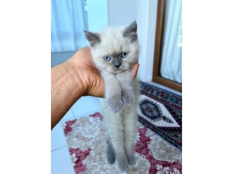 Blue point 2 aylık british shorthair