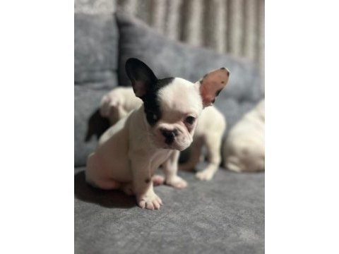 Harika fransız bulldog bebekler