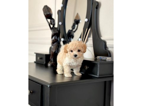Dünya tatlısı f2 maltipoo yavruları