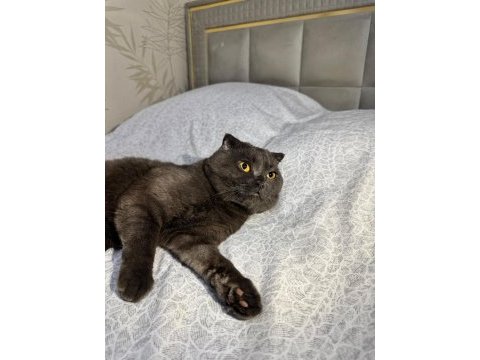 Tamamen ücretsiz sahiplendirilecek scottish fold