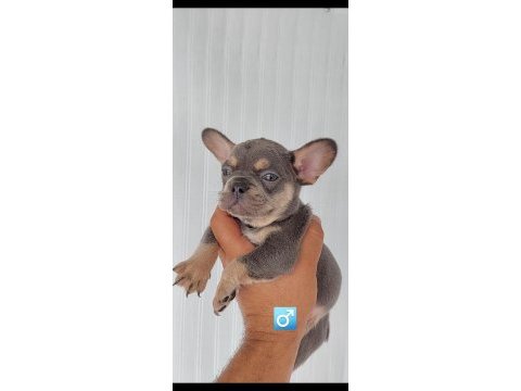 French bulldog süper anatomi