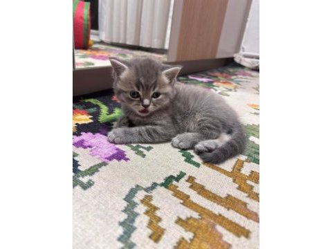 Tatlı küçük kedilerim