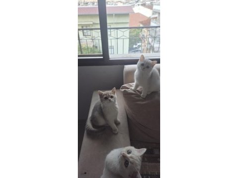 3 aylık british shorthair dişi yavrularım