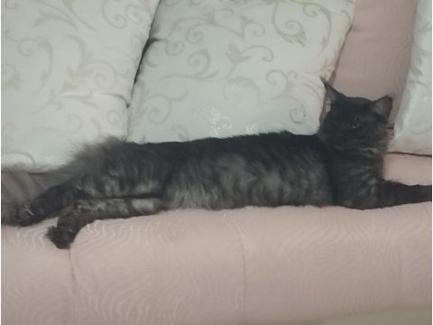 18 aylık safkan çipli erkek maine coon