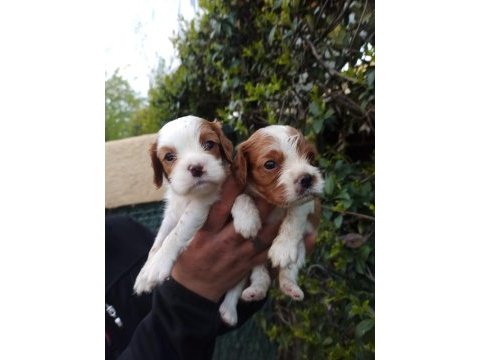 Cavalier king charles