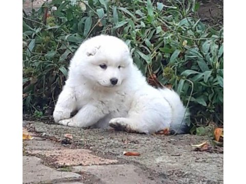 Samoyed yavrularımız ırk garantilidir