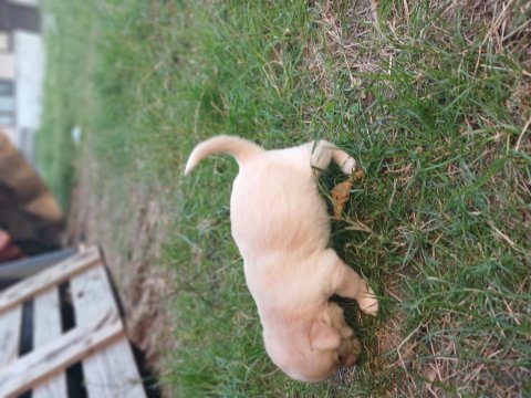 Yeni sahibini arıyor yavru köpekler