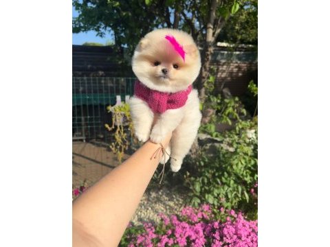 Irkın en iyilerinden tam pomeranian boo garantili