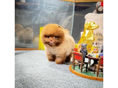 Irk ve sağlık garantili pomeranian yavrular
