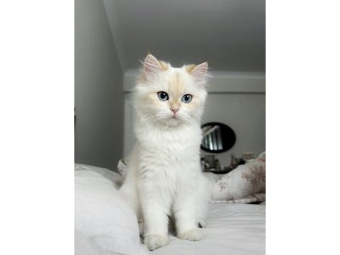 British longhair kızımıza eş arıyoruz