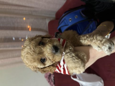 Maltipoo son yavru