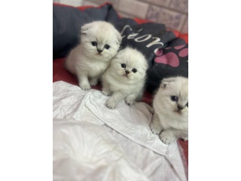 Güzeller güzeli blue point scottish fold yavrularımız