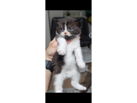 British shorthair kedisi