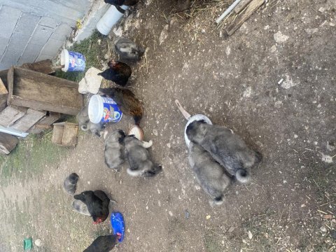 Anadolu çoban köpeği yavrularımız sahiplendirilecektir.