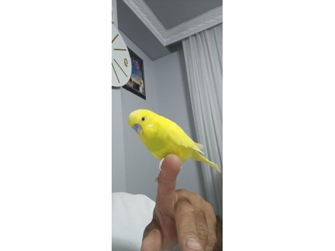 Konuşan muhabbet kuşumuz limon