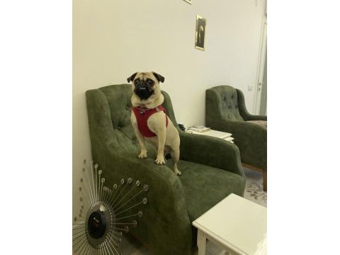 1.5 yaşında aşılı karneli dişi pug