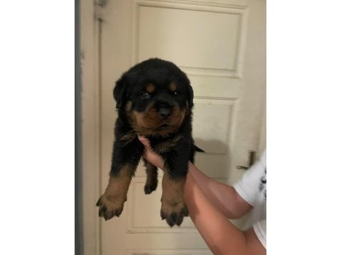 Son 2 erkek yavru rottweiler ırtıbata gecebılırsınız