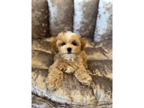 Korean maltipoo köpeğimiz