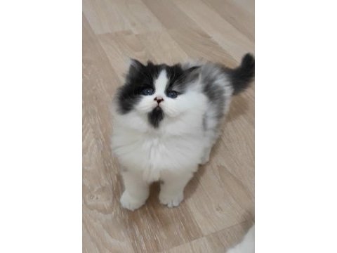 50 günlük british longhair erkek ve dişi yavrular