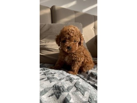Ev ortamında safkan toy poodle bebekler