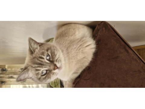 2,5 yaşında dişi british shorthair