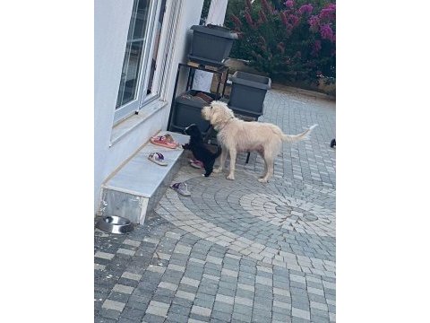 3 numara terrier ücretsiz sahiplendirme