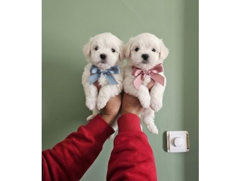 Maltese terrier yavrular