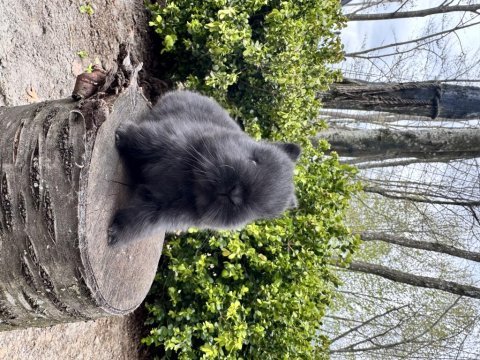 Süper netherland dwarf cüce tavşanlar